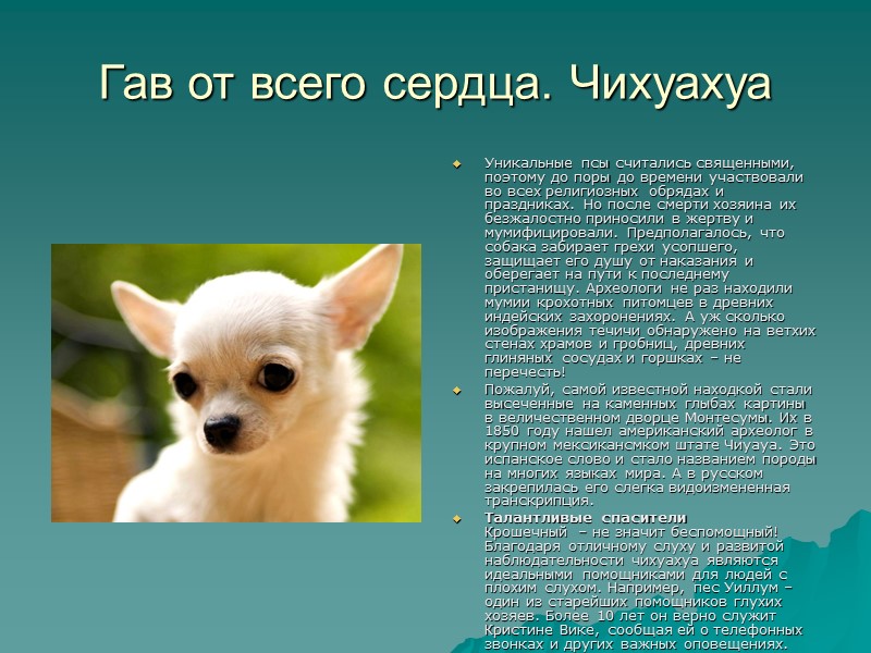 Гав от всего сердца. Чихуахуа Уникальные псы считались священными, поэтому до поры до времени Гав от всего сердца. Чихуахуа Уникальные псы считались священными, поэтому до поры до времени